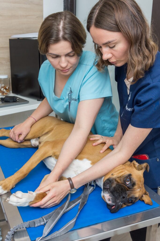 Badanie psa u weterynarza