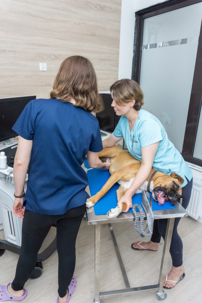 W gabinecie weterynaryjnym Sosken badanie psa