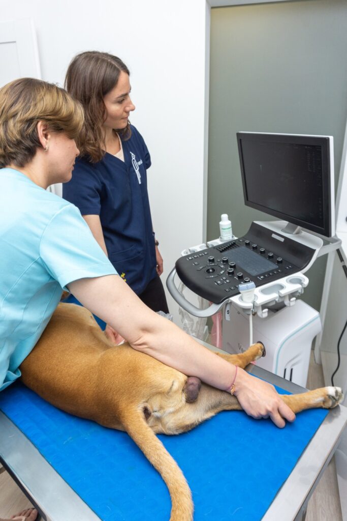 W gabinecie weterynaryjnym Sosken USG