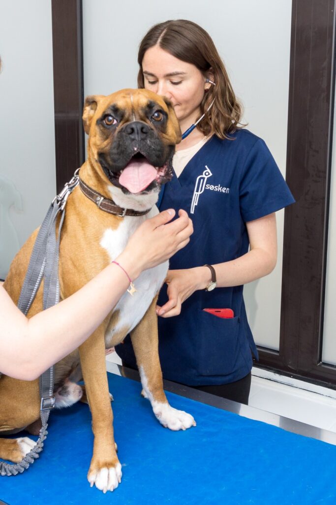 W gabinecie weterynaryjnym Sosken